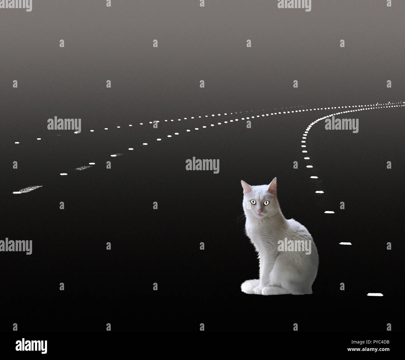 occhio di gatti Foto Stock