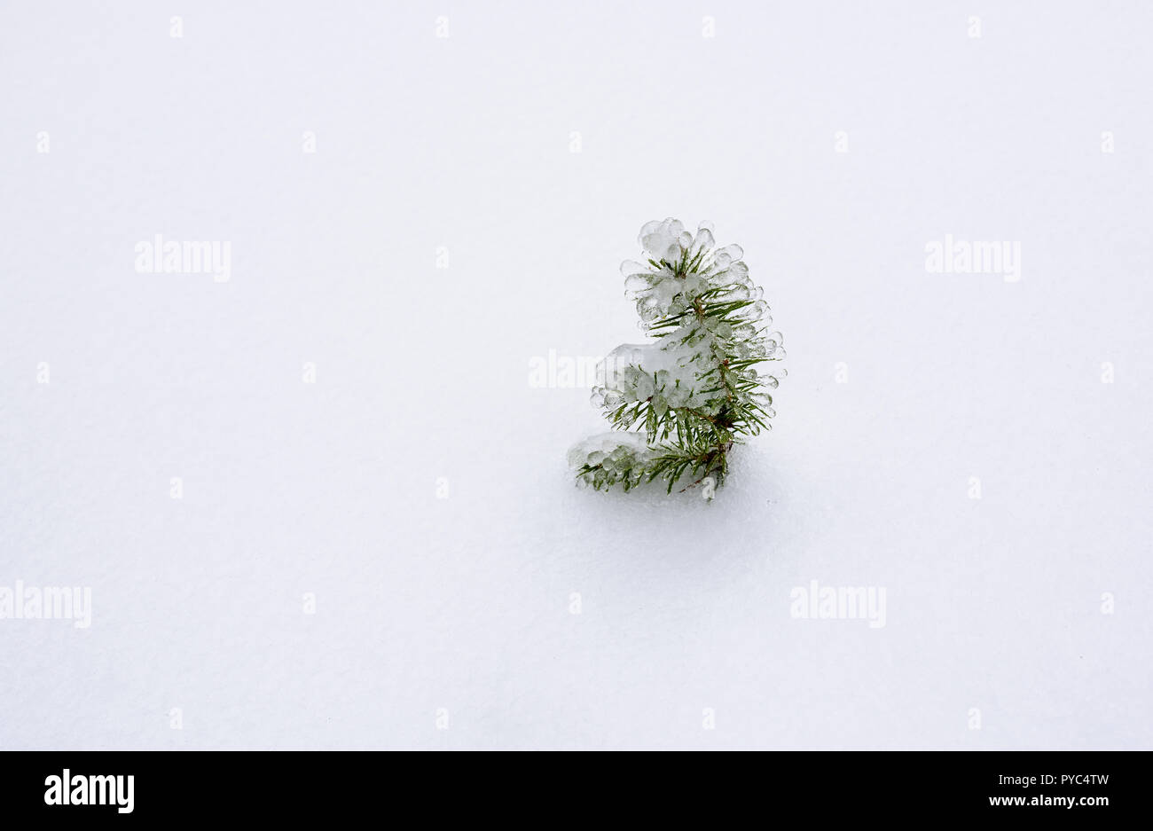 Piccolo germoglio di pino sotto la neve. Piccola pianticella di pino con del ghiaccio sulla parte superiore e circondato di neve. Foto Stock