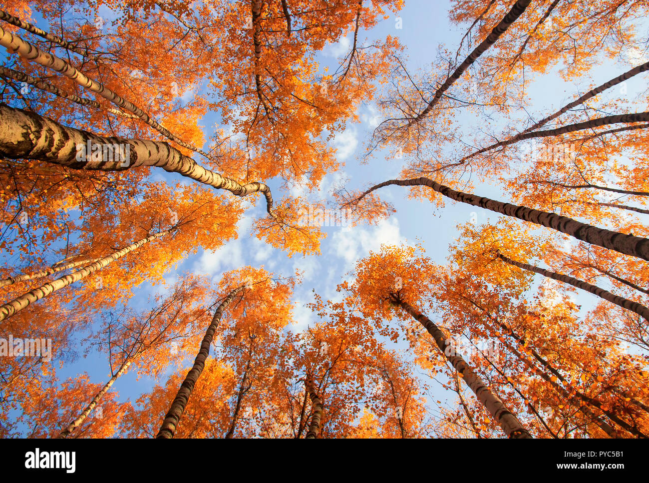 Paesaggio naturale con una vista dal fondo per il trunk e cime di alberi di betulla con Golden arancio brillante fogliame di autunno contro il blu Foto Stock