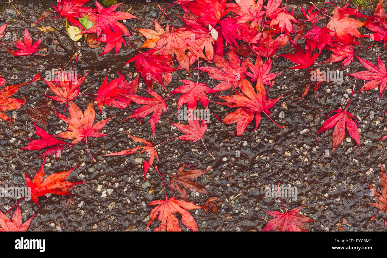 Rosso giapponese foglie di acero. Nome scientifico: Acer palmatum. Splendidamente colorati di foglie di acero che sono caduti a terra nella stagione di autunno Foto Stock