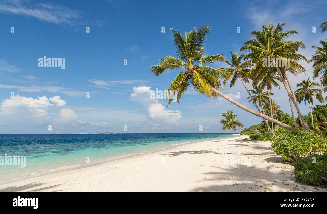 Spiaggia con palm atollo isola Maldives. Foto Stock