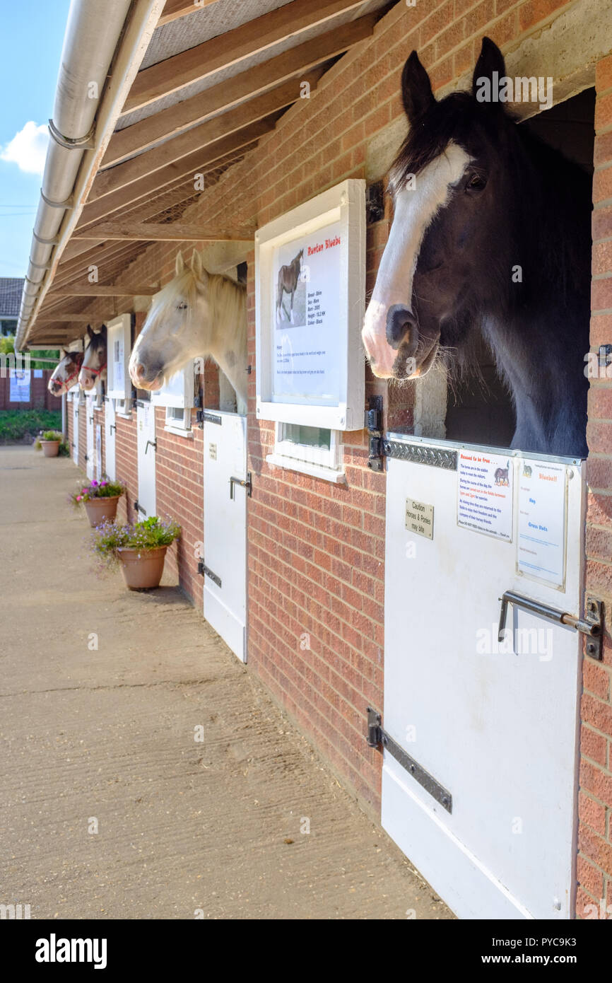 Cavalli guardando fuori di porte stabile a lato di collina Shire Horse Santuario, West Runton, Cromer, Norfolk, Inghilterra Foto Stock