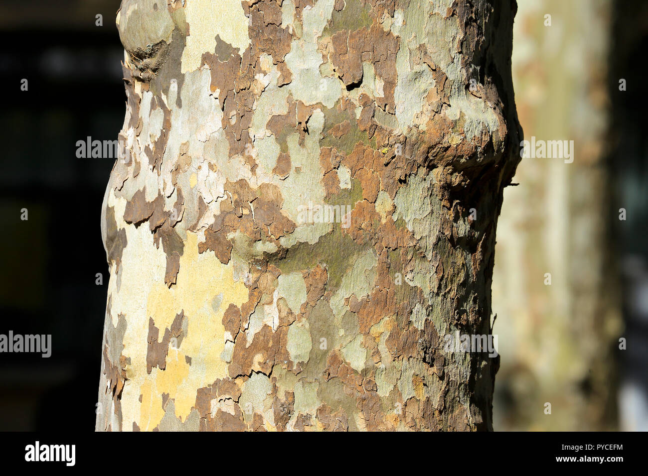 Close up della corteccia a chiazze sul piano tronco di albero. Foto Stock