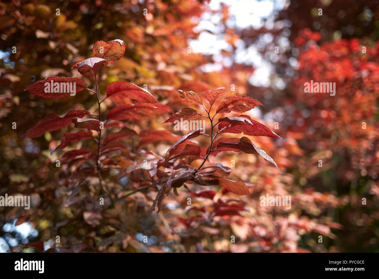 Il fogliame rosso di Prunus cerasifera nigra Foto Stock