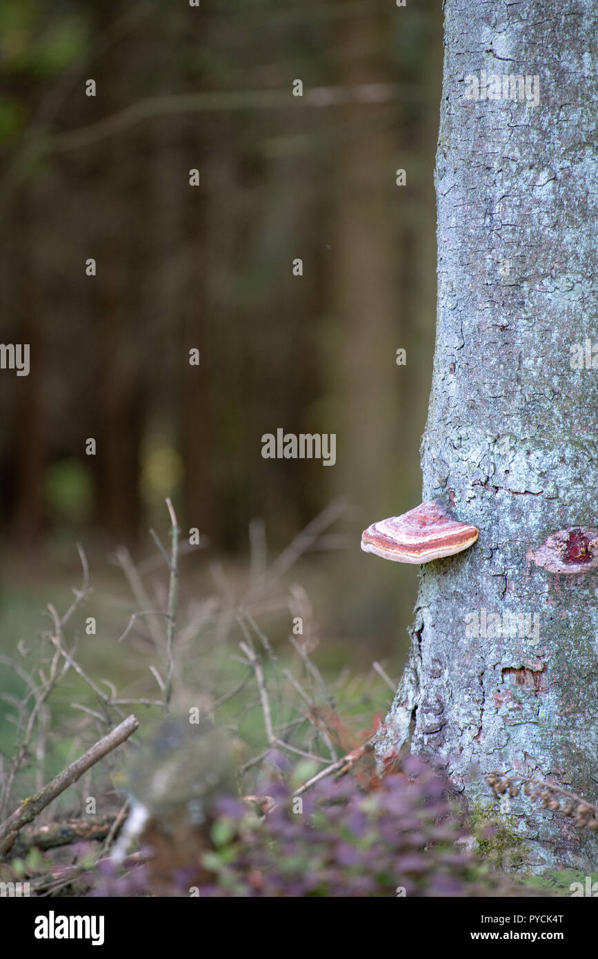 Pilz im Baum im hohen Venn in Belgien - Wald Foto Stock