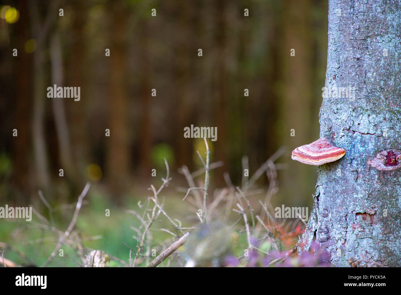 Pilz im Baum im hohen Venn in Belgien - Wald Foto Stock