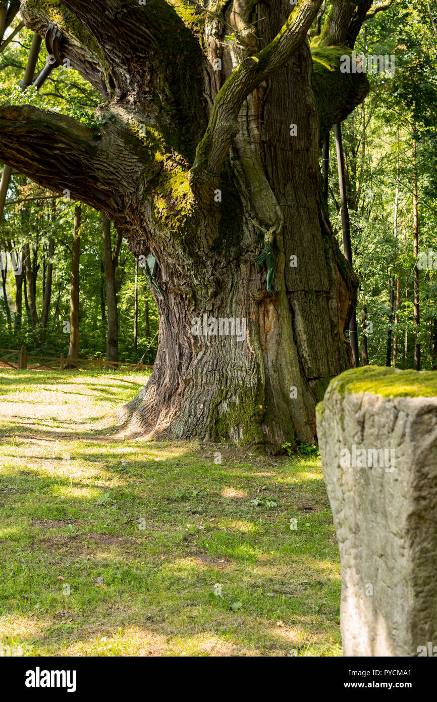 Dettaglio della più antica quercia in Polonia chiamato bartek Foto Stock