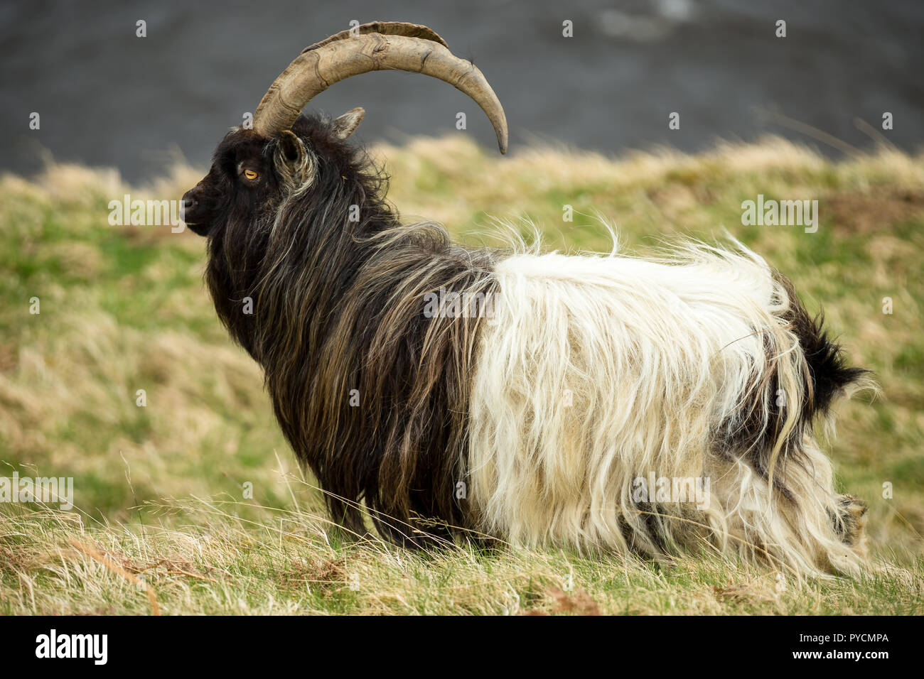 Capra selvatici nelle Highlands della Scozia, Regno Unito. Un non nativo specie domestiche che è diventata selvatica e liberamente in roaming le Highlands e le isole. Foto Stock