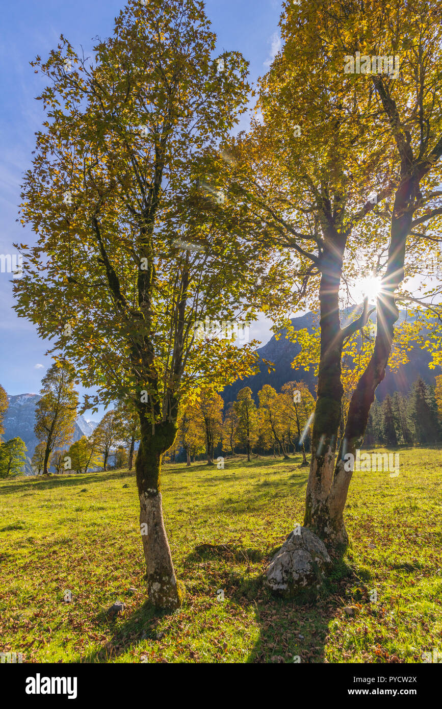 Engtal o una valle stretta, Maple Valley, Grosser Ahornboden, grande massa di acero, Eng,Hinterriss, sul Karwendel, sulle Alpi, Tirolo, Austria, Europa Foto Stock