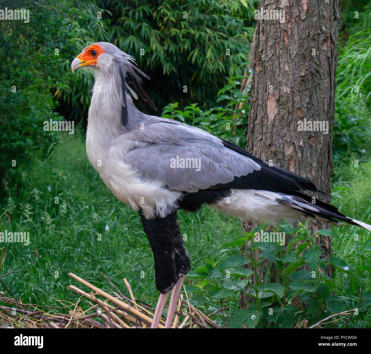 Segretario uccello dal profilo Foto Stock