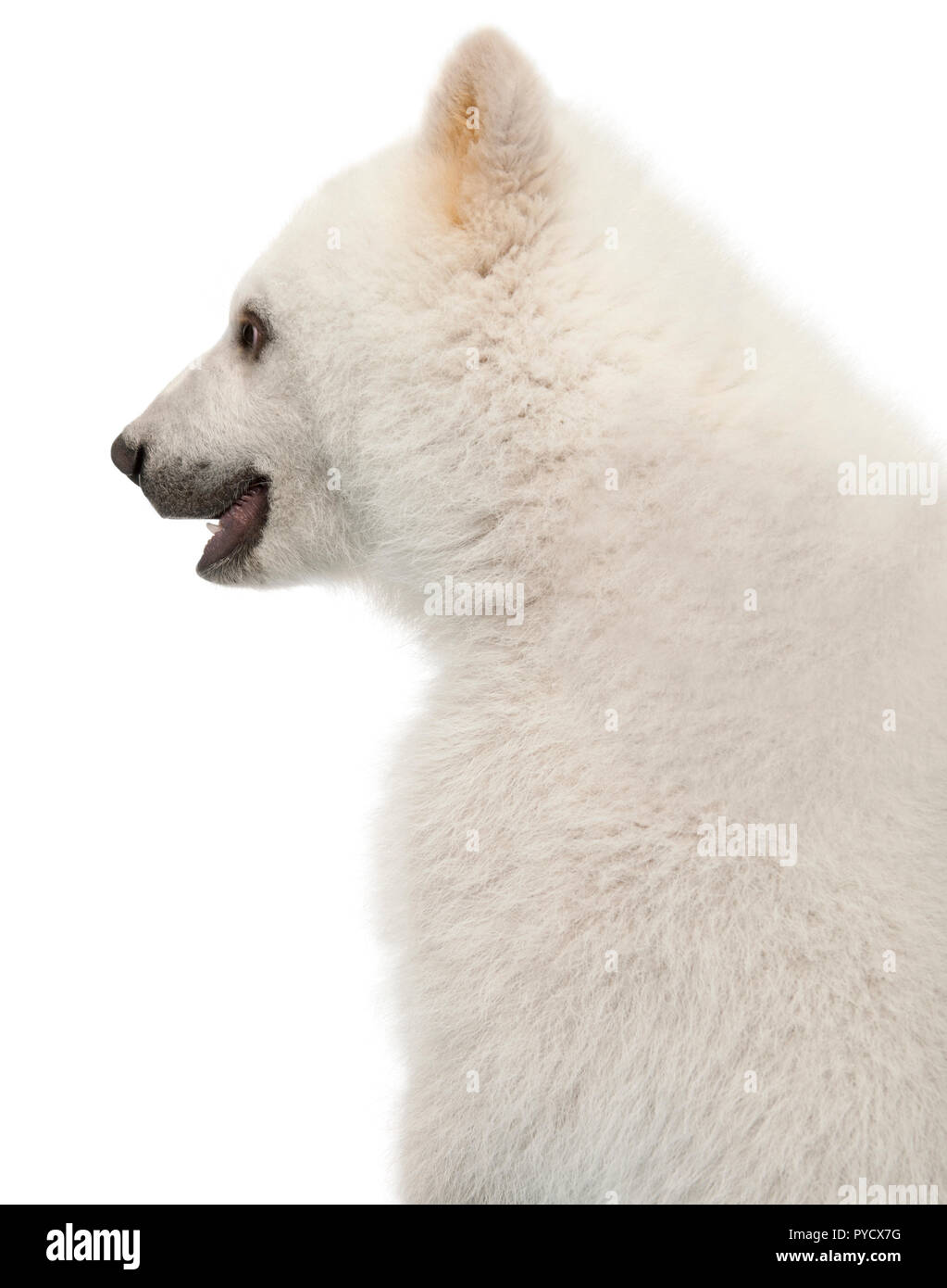 Polar Bear Cub, Ursus maritimus, 6 mesi di età, contro uno sfondo bianco Foto Stock