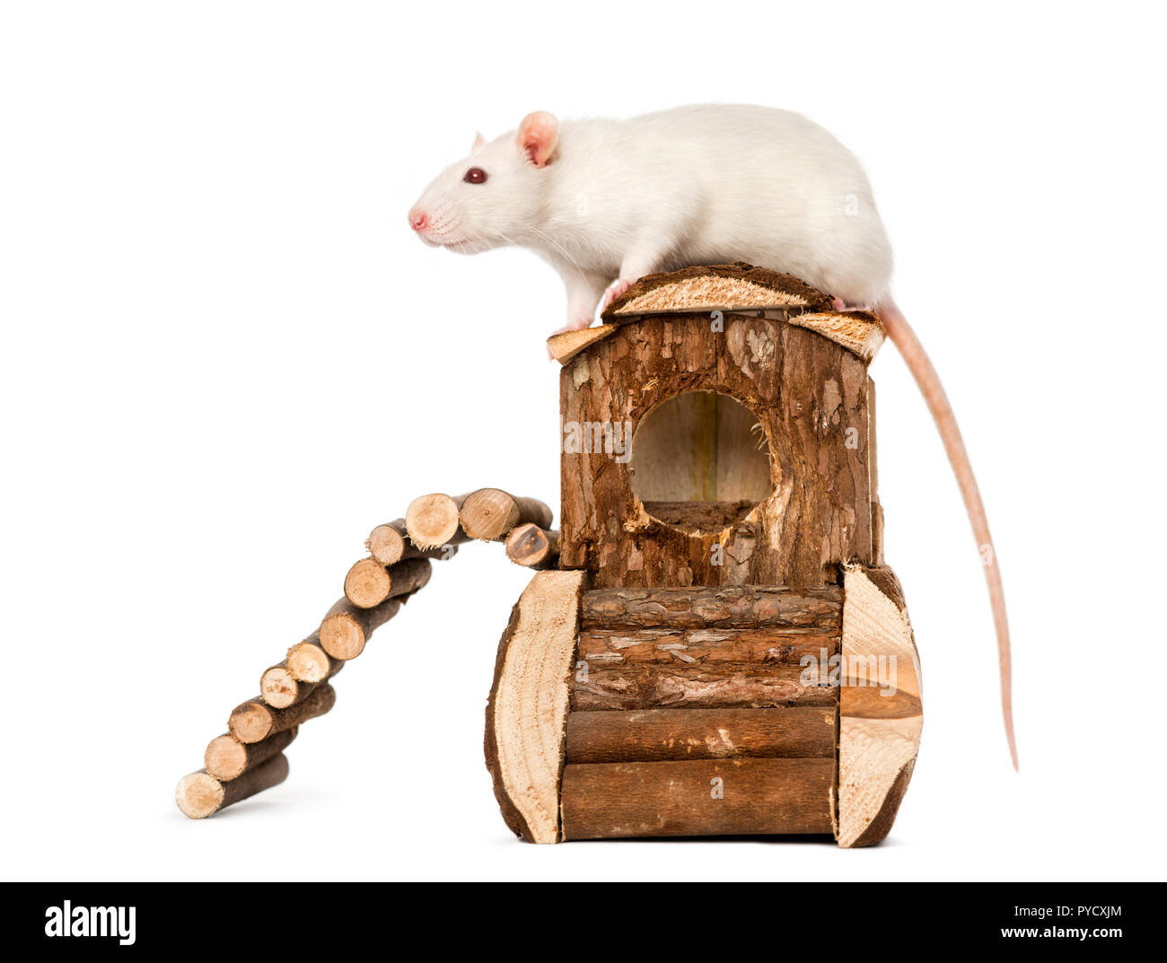 Di ratto (8 mesi) in piedi su un mouse house, isolato su bianco Foto Stock