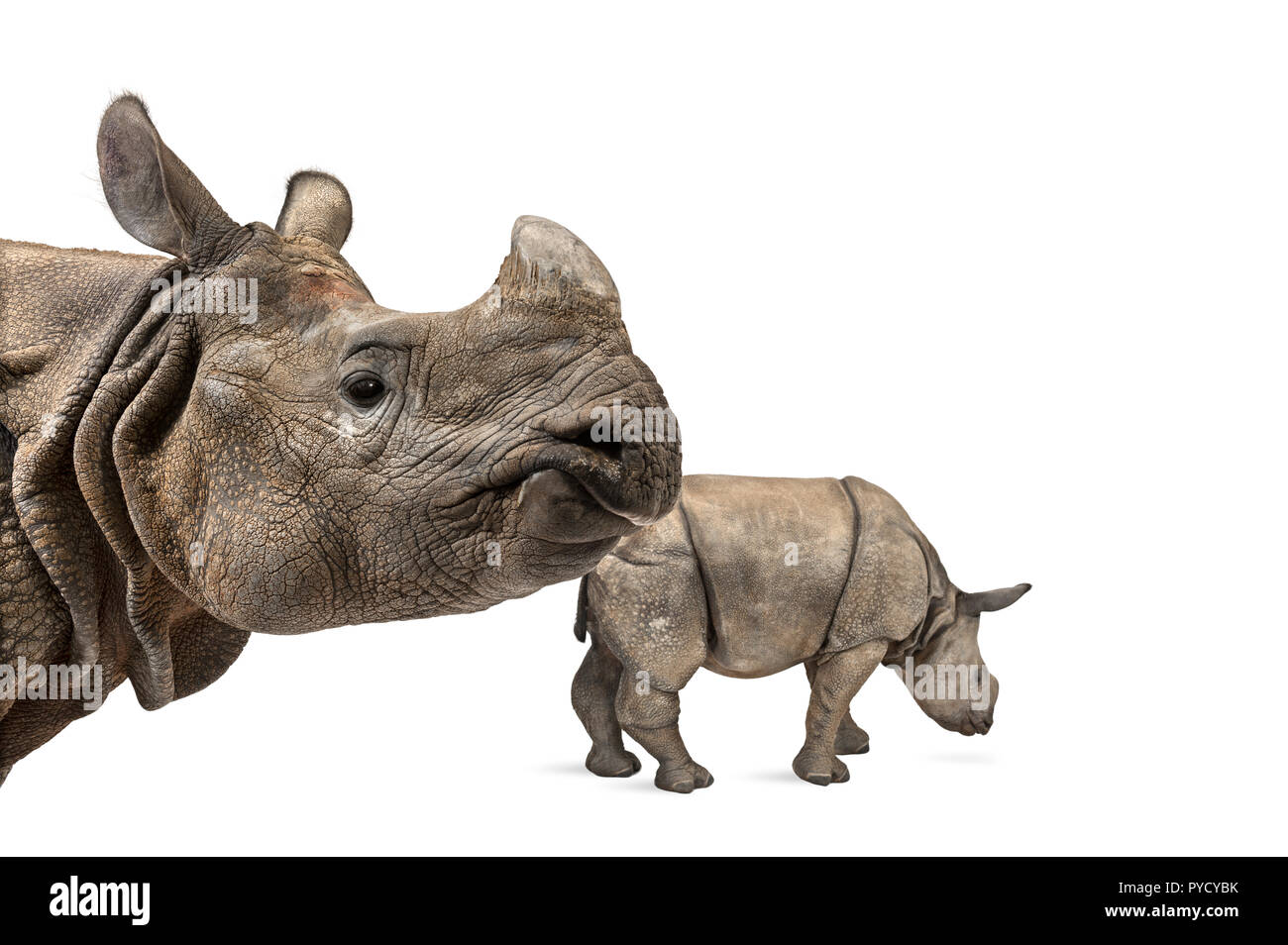 Mummia il rinoceronte indiano e il suo bambino Foto Stock