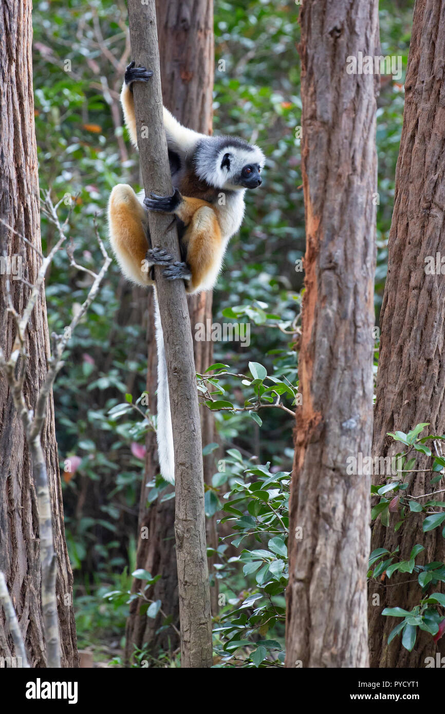 Diadema Sifaka, il Propithecus diadema, Vakona riserva forestale, Andasibe/Perinet, Madagascar Foto Stock