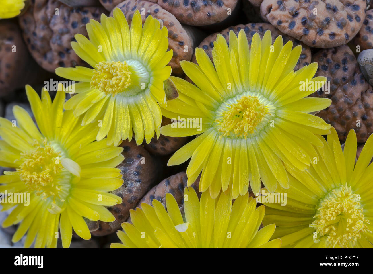 Impianto di pietra, Lithops fulviceps, in fiore. Endemico della Namibia, dove è minacciata dalla perdita di habitat. Famiglia Aizoaceae, Foto Stock