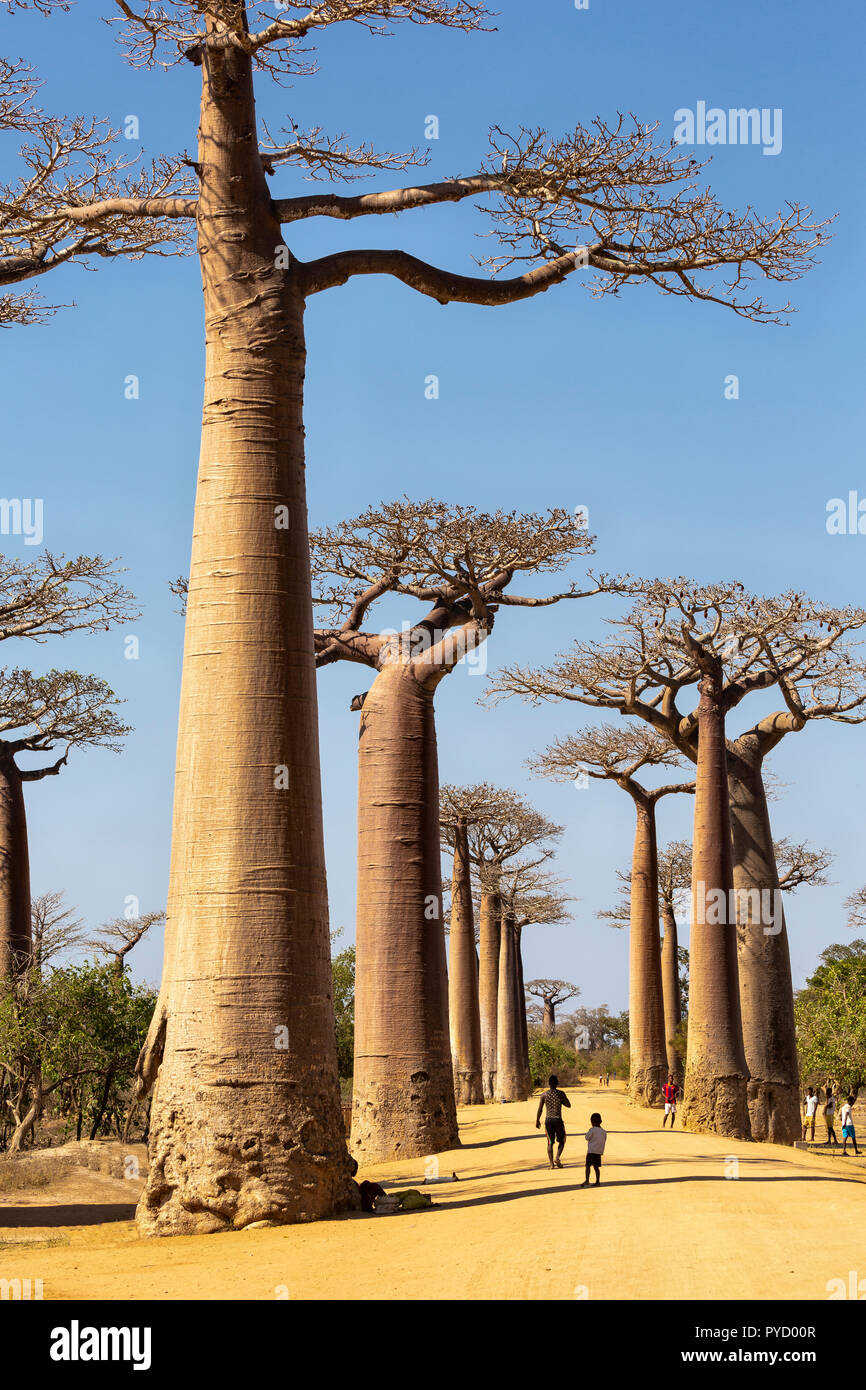 Madagascar. Grandidier il baobab, Adansonia grandidieri, Allee des baobab, Morondava, Madagascar Foto Stock