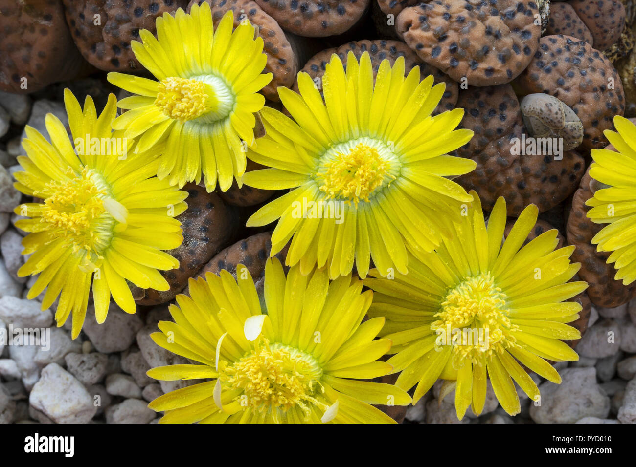 Impianto di pietra, Lithops fulviceps, in fiore. Endemico della Namibia, dove è minacciata dalla perdita di habitat. Famiglia Aizoaceae, Foto Stock