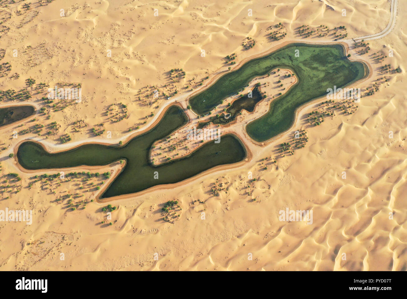 Laghi e alberi in una bellissima oasi nel deserto. Dubai, EAU. Foto Stock