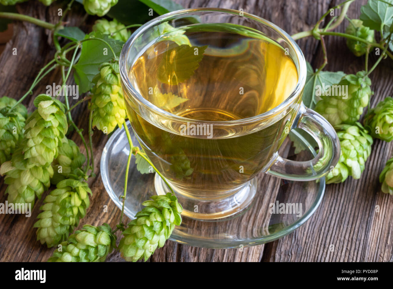 Una tazza di tè alle erbe fresche con luppolo selvatico su un sfondo rustico Foto Stock