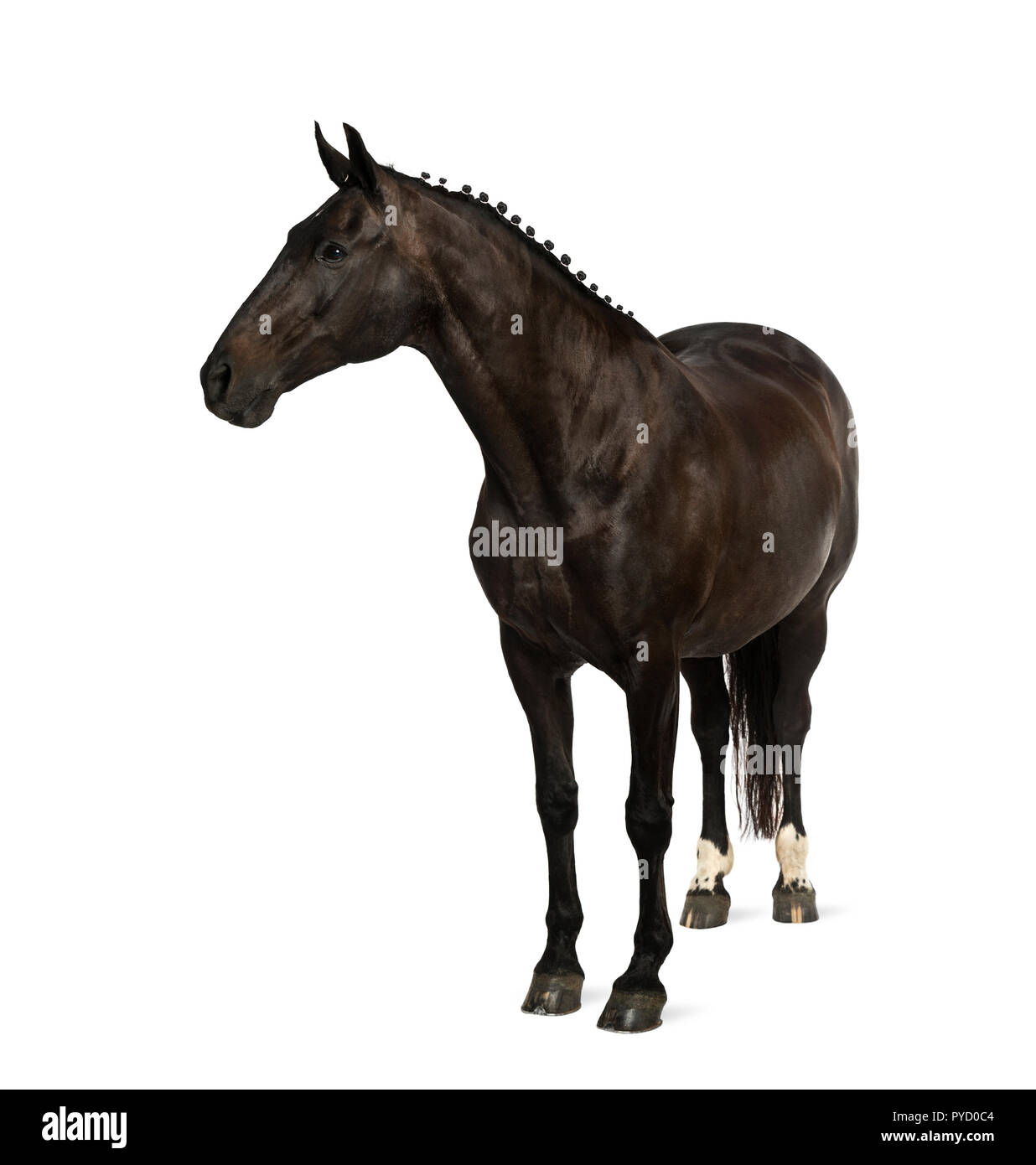 Sport belga cavallo (SBS) - 25 anni Foto Stock