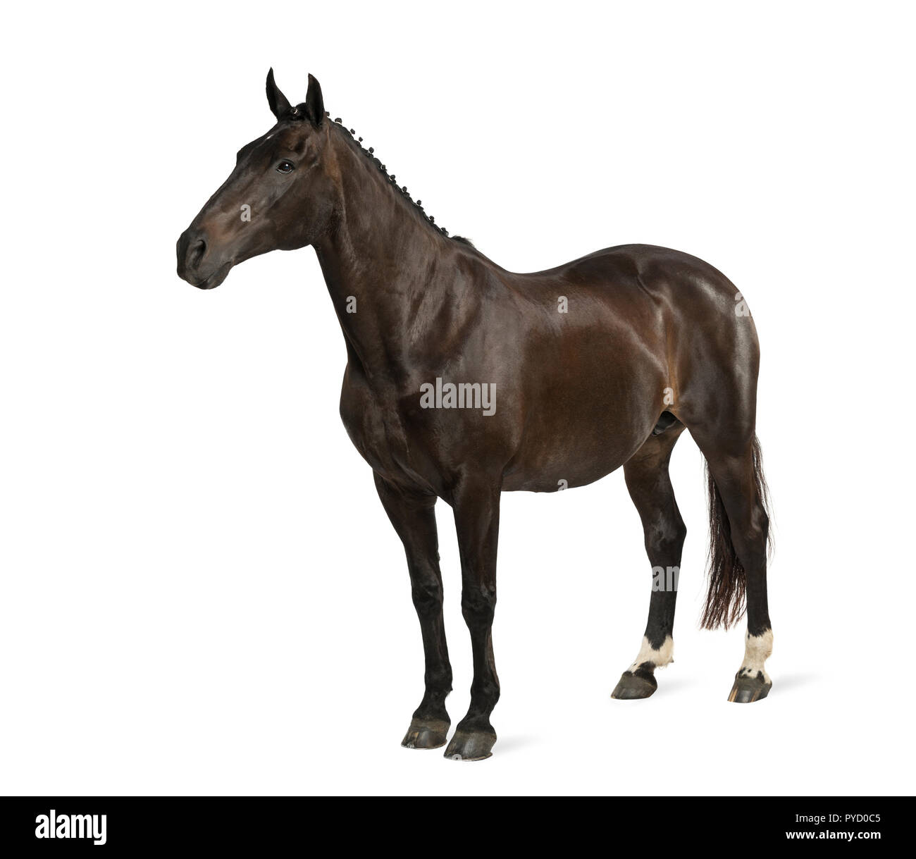 Sport belga cavallo (SBS) - 25 anni Foto Stock