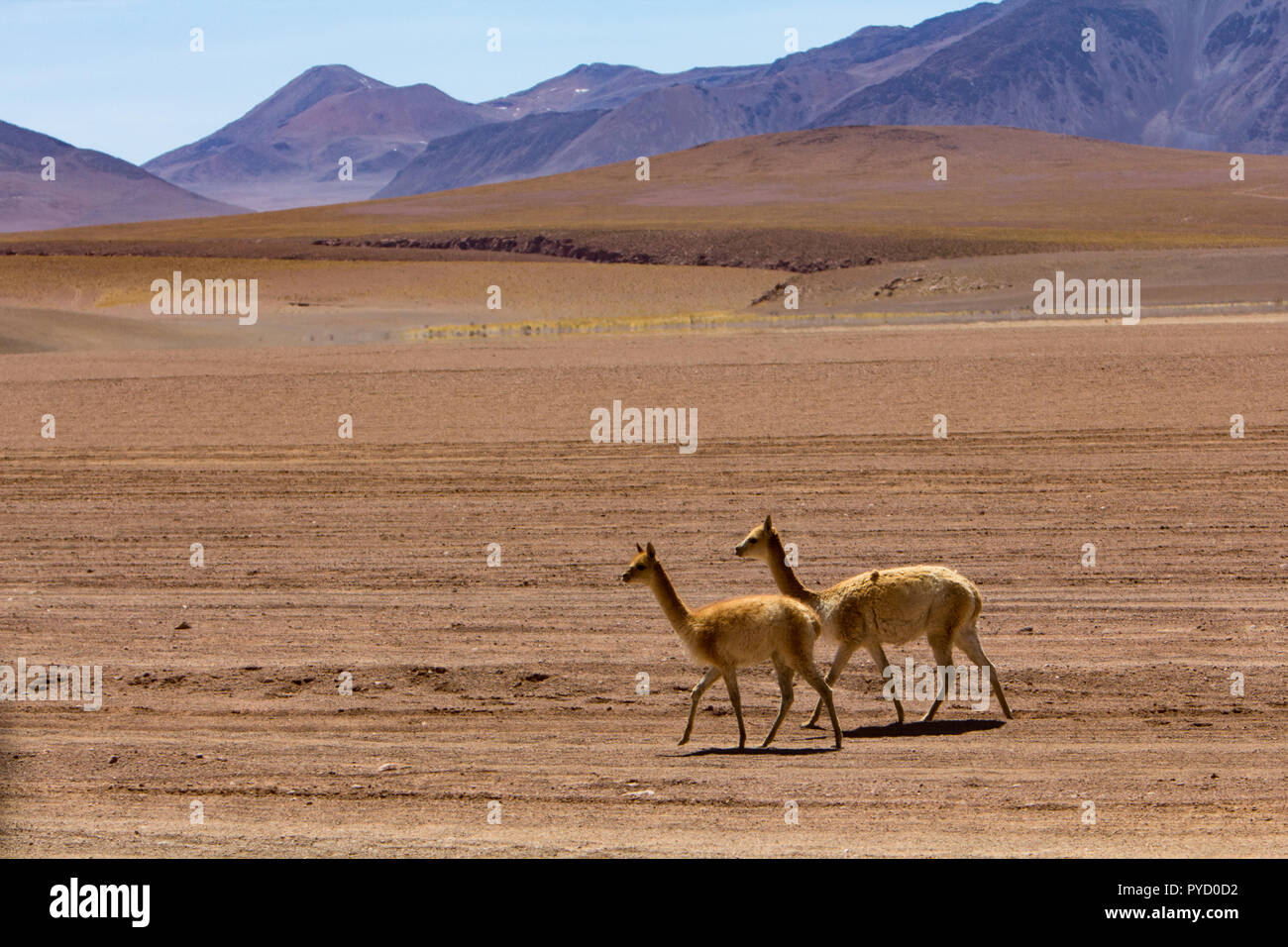 Vicuna, nella stessa famiglia del cammello, uno dei preferiti di natura turisti nel deserto vicino a San Pedro de Atacama, Cile, Sud America Foto Stock