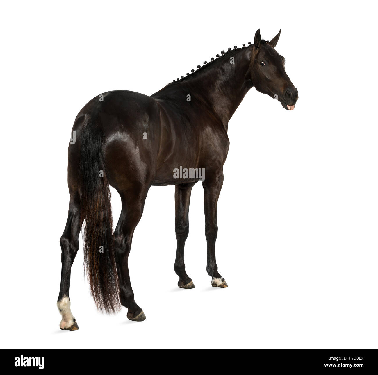 Sport belga cavallo (SBS) - 25 anni Foto Stock