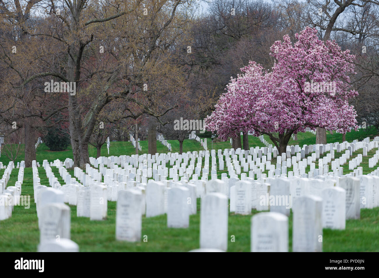 Al Cimitero Nazionale di Arlington con splendidi fiori di ciliegio e lapidi, Washington DC, Stati Uniti d'America Foto Stock