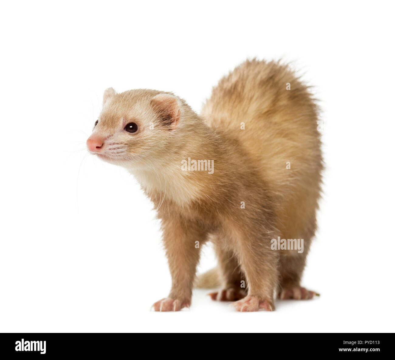 Ferret (2 anni) Foto Stock