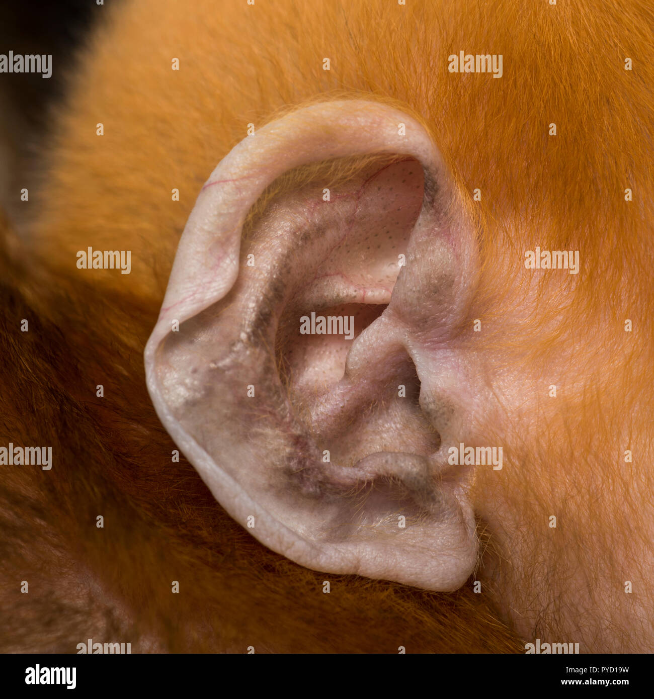 Close-up sull'orecchio di un bambino Francois Langur (1 mese) Foto Stock