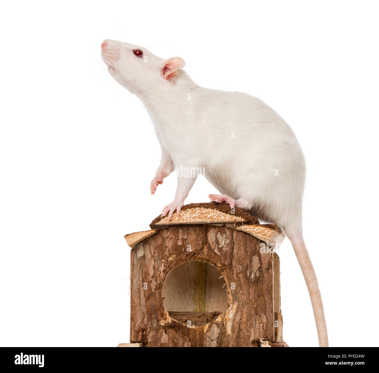 Di ratto (8 mesi) in piedi su un mouse house Foto Stock