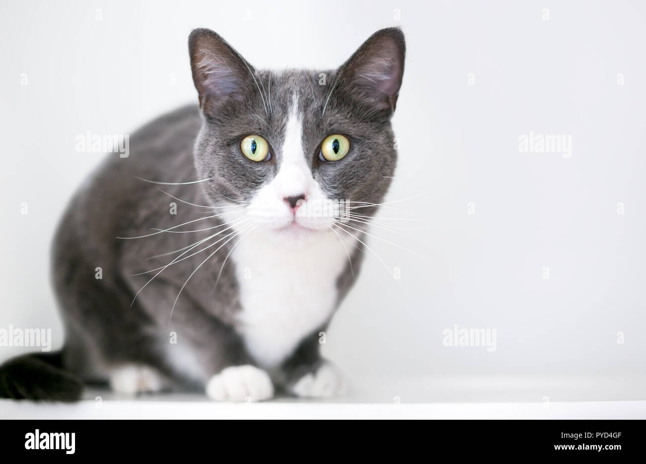 Un grigio e bianco domestico gatto Shorthair accovacciato Foto Stock