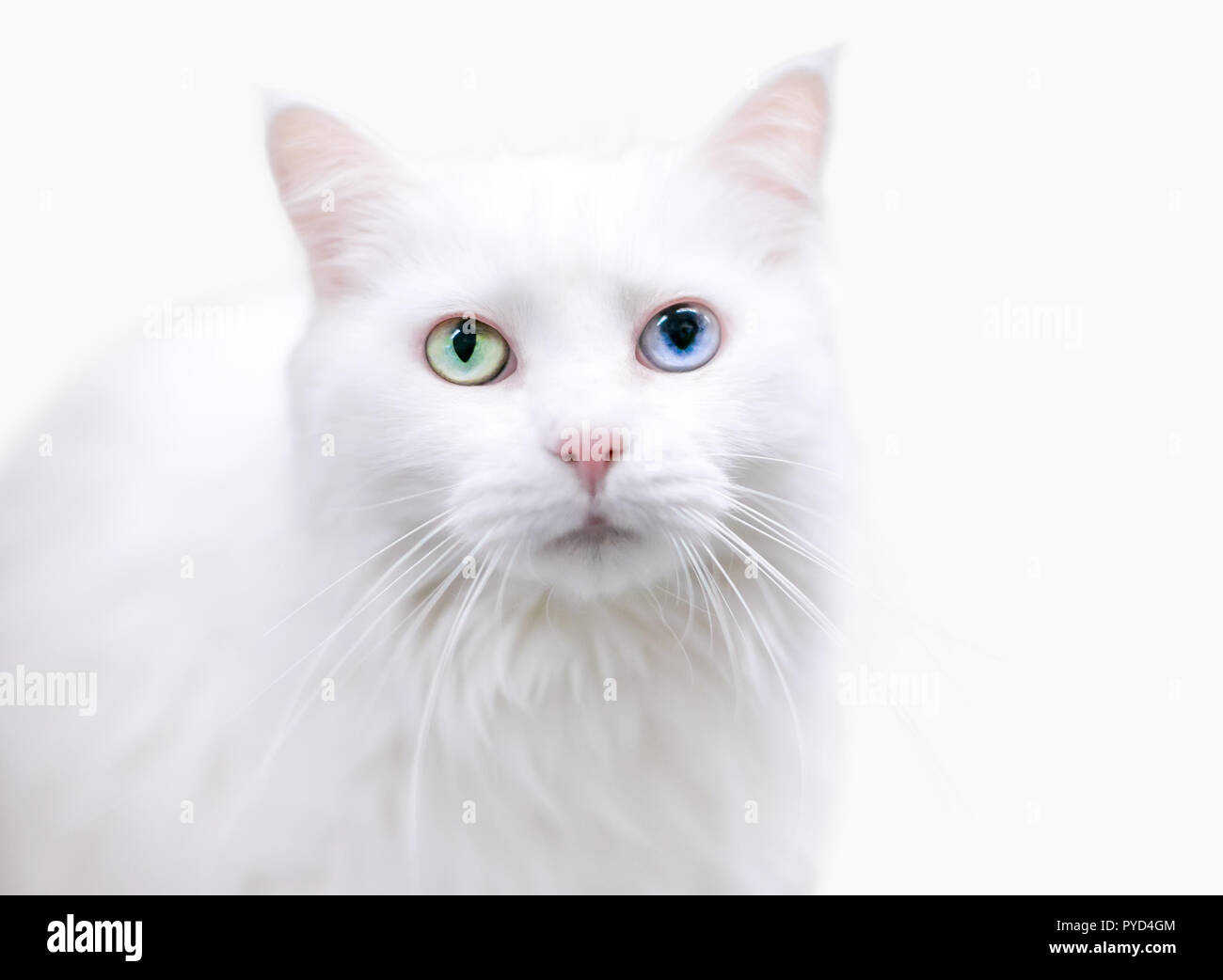 Un bel bianco Angora Turco gatto con heterochromia, un occhio verde e un occhio azzurro Foto Stock