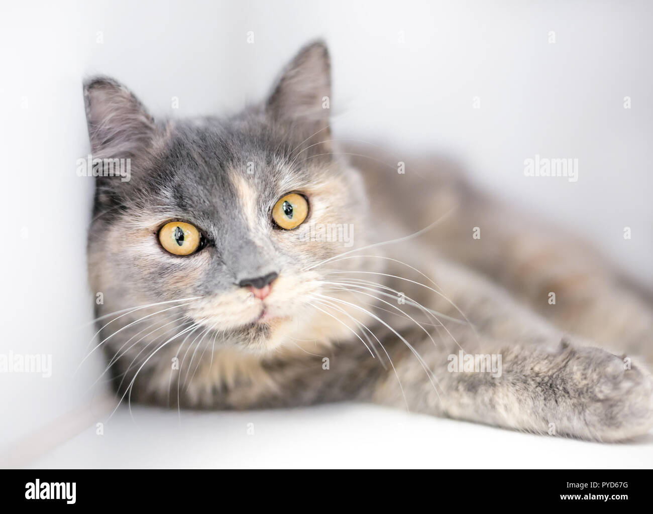 Un diluisca tartaruga gatto con gli occhi gialli in una posizione rilassata Foto Stock