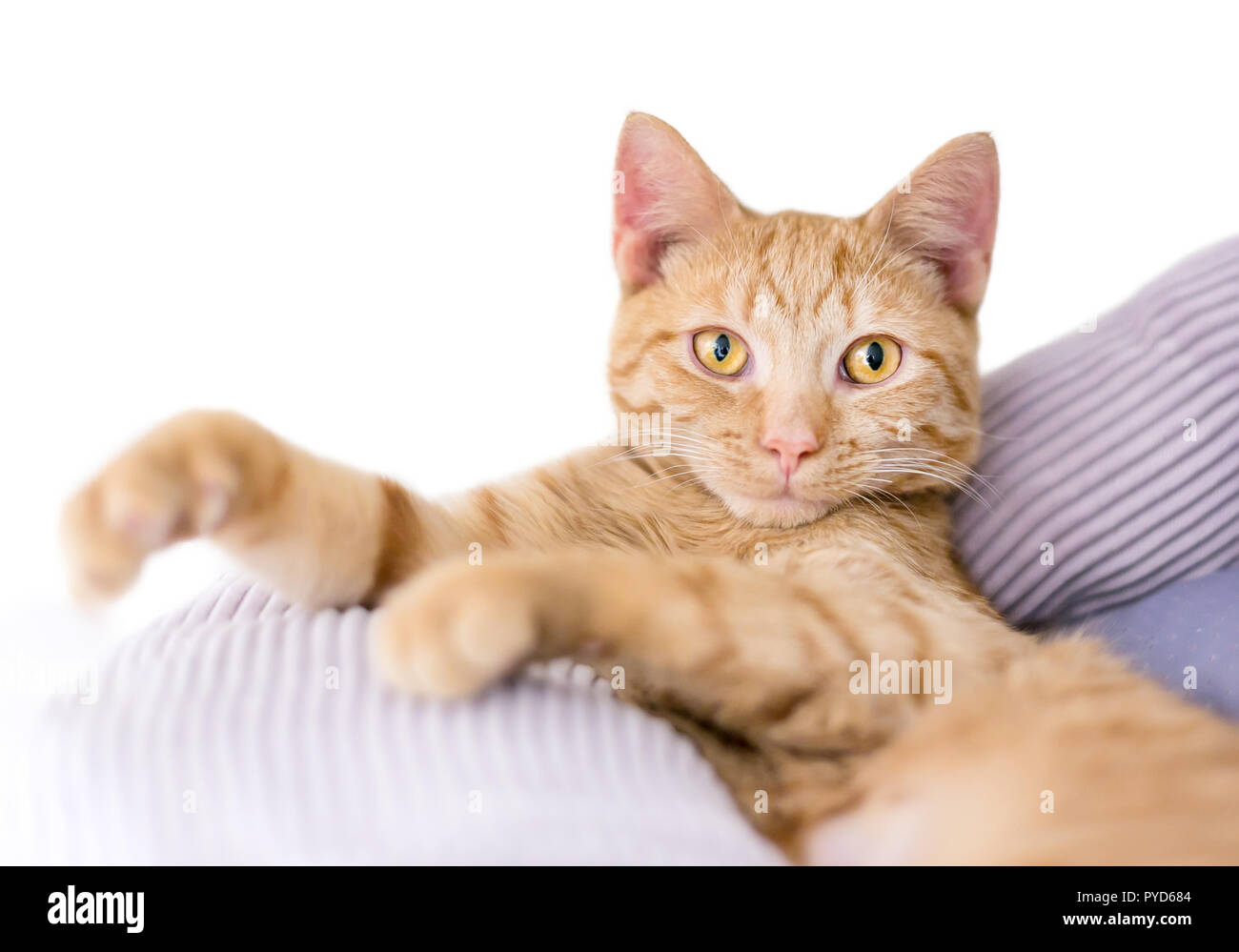 Un simpatico orange tabby kitten rilassante in un letto di cat Foto Stock