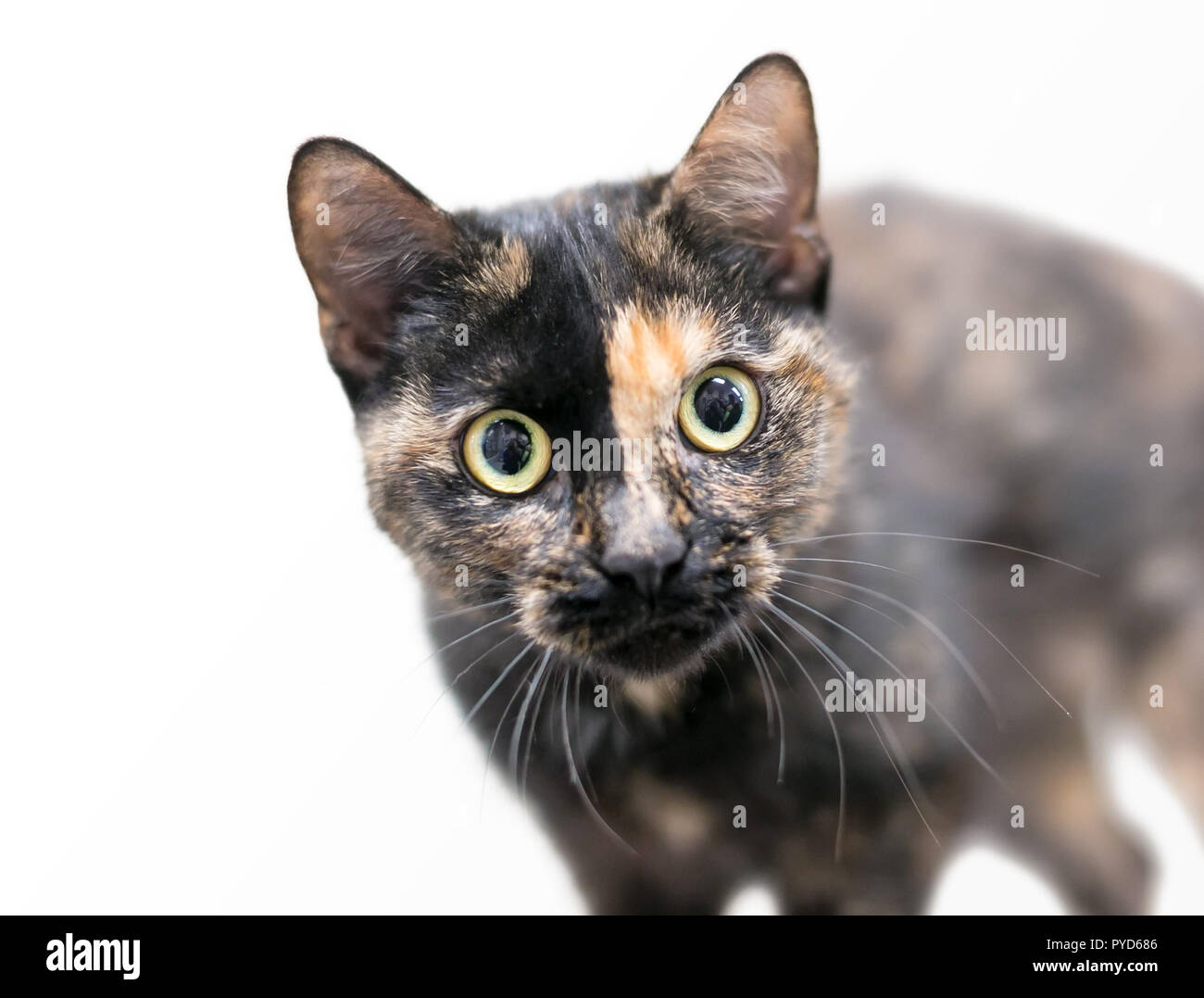Una simpatica tartaruga shorthaired cat con grandi occhi giallo guardando la telecamera Foto Stock