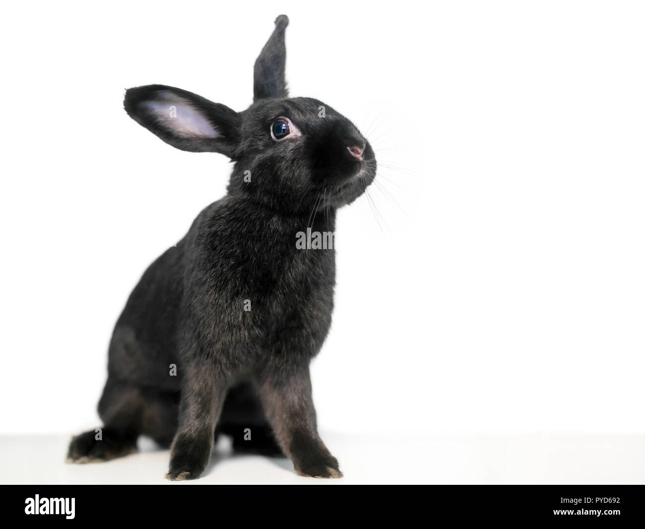 Un nero addomesticati animali coniglio su sfondo bianco Foto Stock
