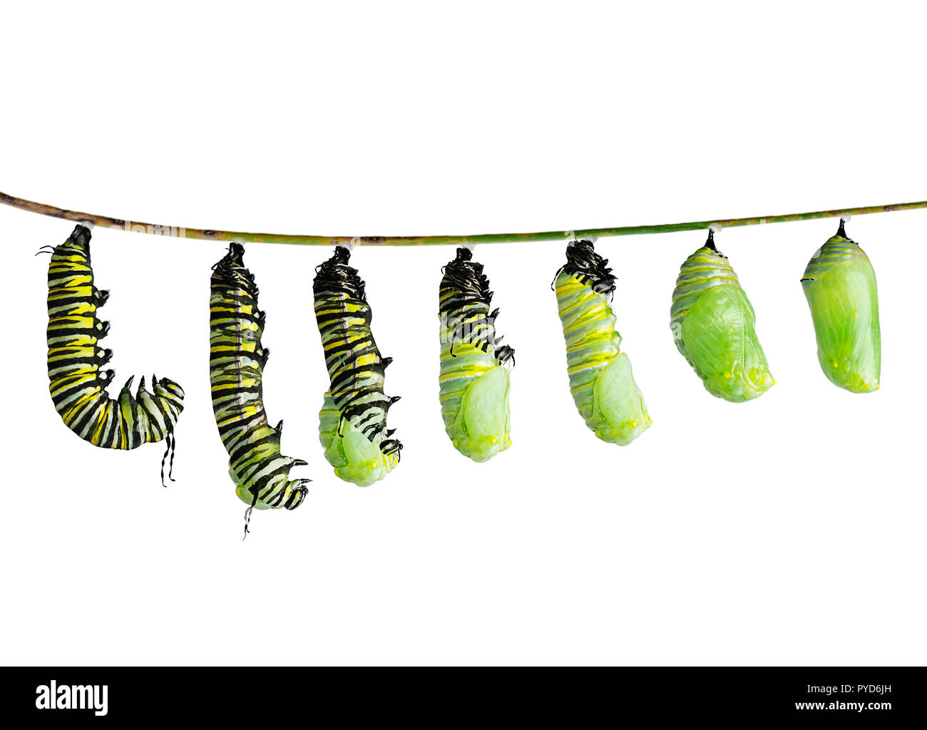 La monarch caterpillar in vari stadi di spargimento finché la pelle cade lontano e una crisalide a prendere forma Foto Stock