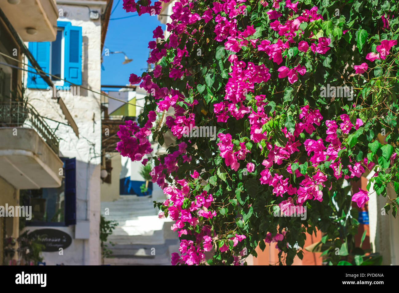 Strade di Neorio città in Poros Island, Grecia; gli alberi con fiori di colore rosa in strade strette che copre gli ingressi della casa Foto Stock