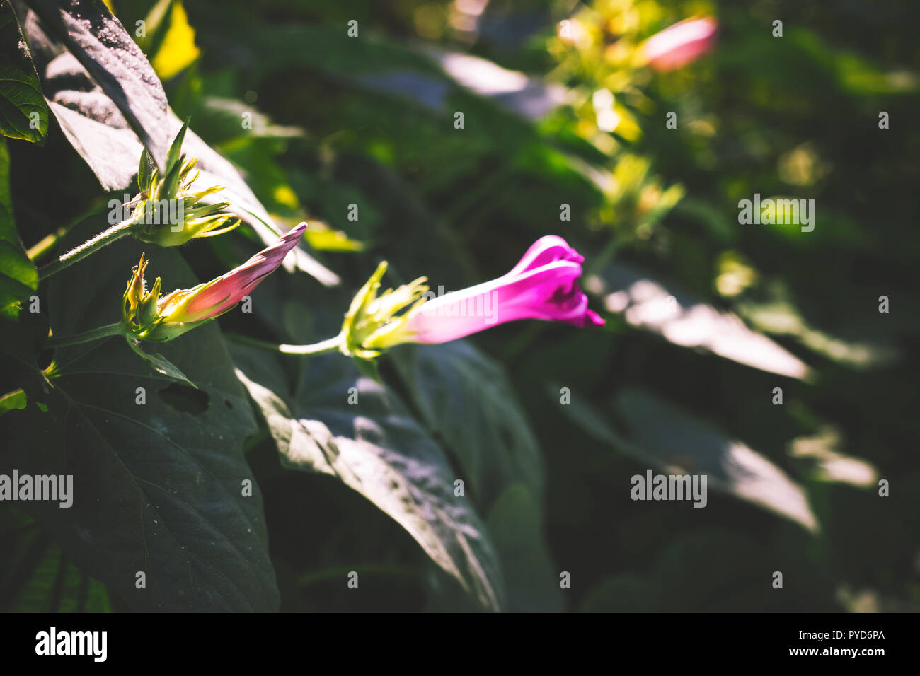 Gloria di mattina fiori; sfondo floreale Foto Stock