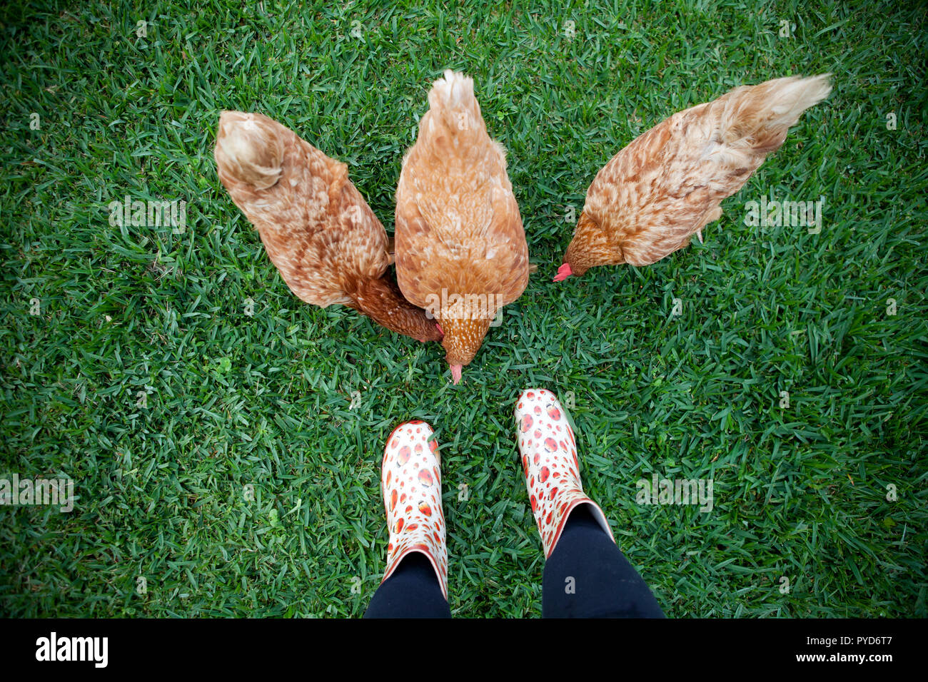 3 Polli da mangiare l'erba Foto Stock