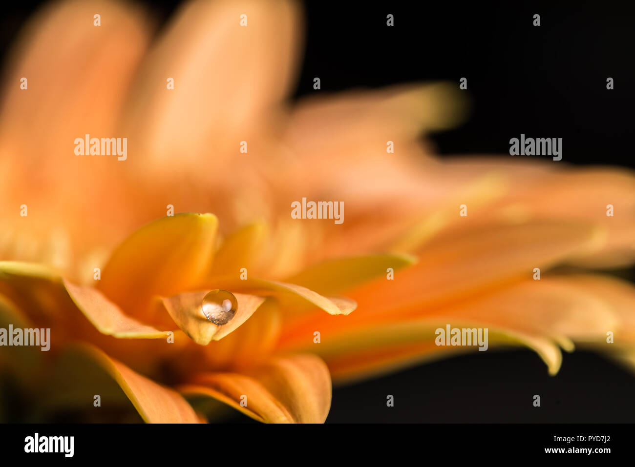 Macro di goccia di acqua su orange gerber con sfondo nero Foto Stock