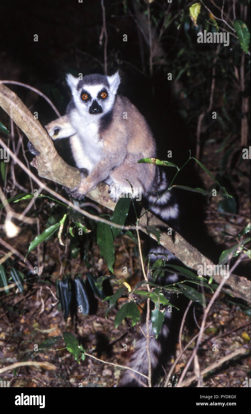 Lemure Ring-Tailed (Lemur catta), Berenty Riserva Privata, Anosy, Madagascar Foto Stock