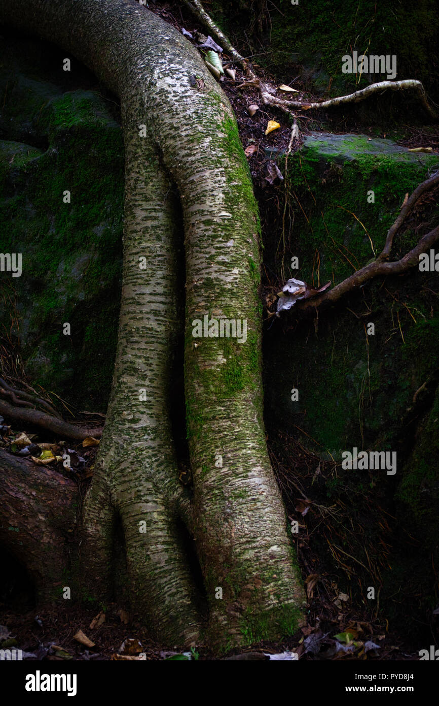 Un buio e moody immagine di spessore, nodose radici di albero Foto Stock