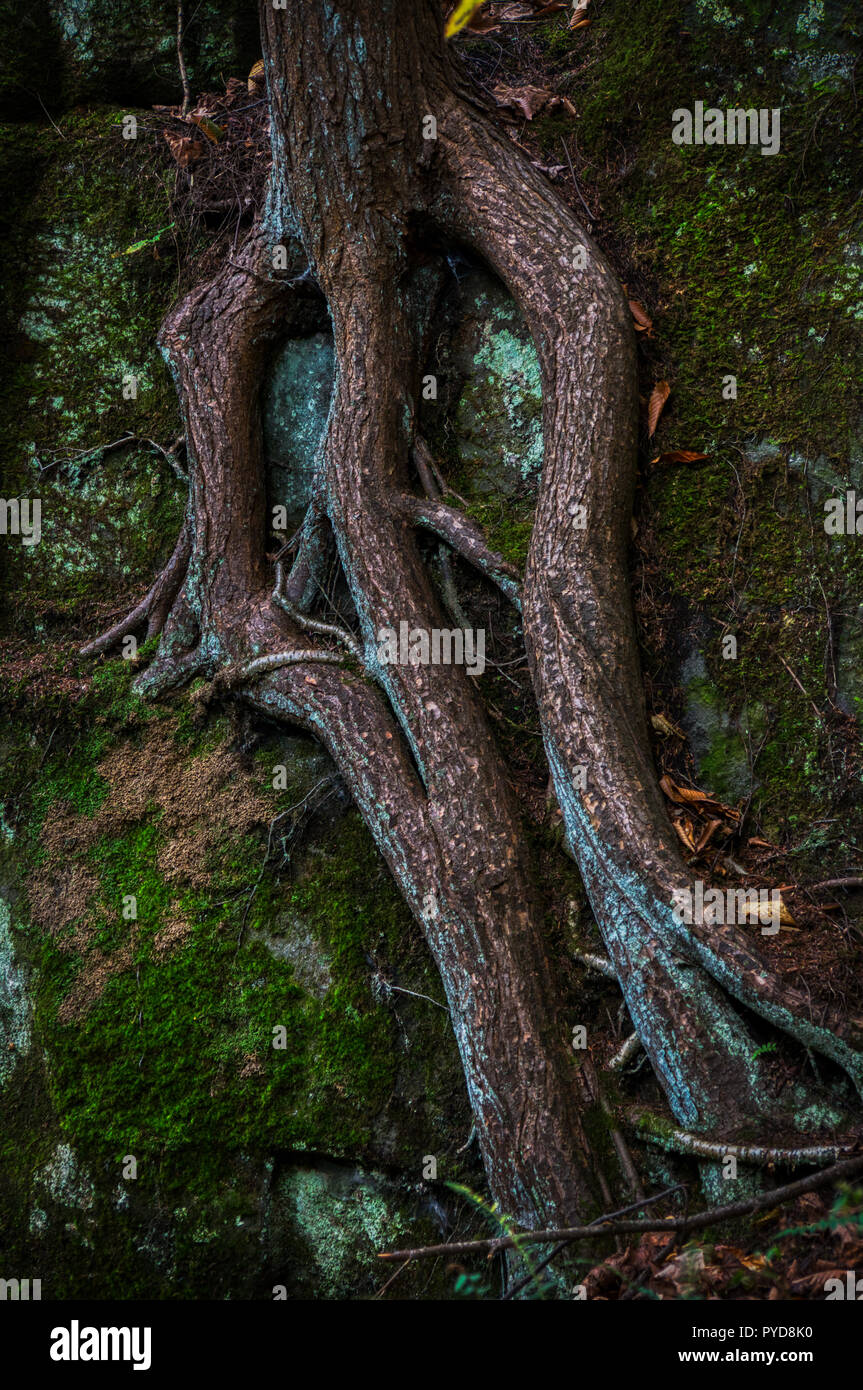 Un buio e moody immagine di spessore, nodose radici di albero Foto Stock