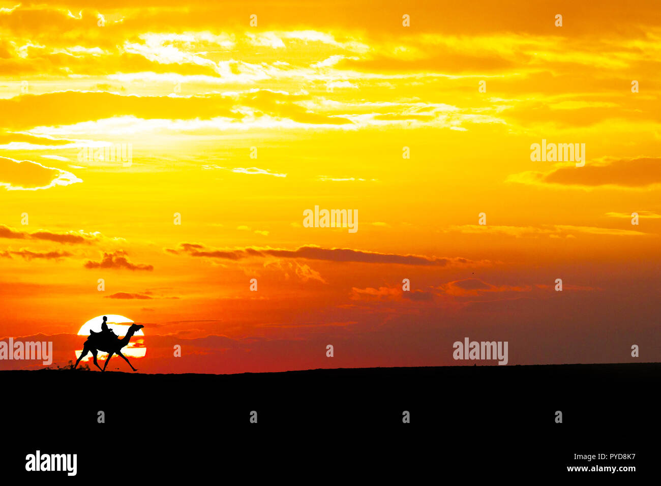 La gente ride Camel in esecuzione attraverso il deserto di Thar in India, mostrano silhouette e drammatico sky Foto Stock