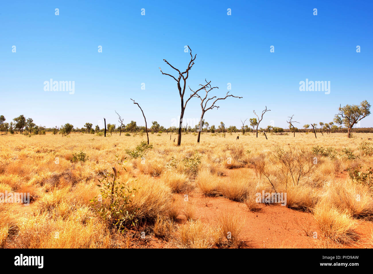 Outback Scena, Uluru-Kata Tjuta National Park, il Territorio del Nord, l'Australia Foto Stock