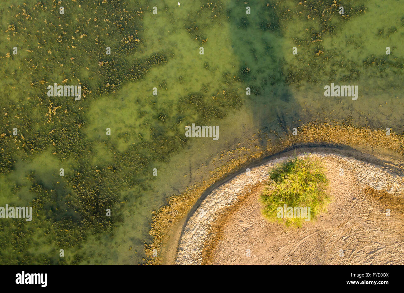 Un albero dall'acqua in Al Qudra laghi, vicino a Dubai Foto Stock