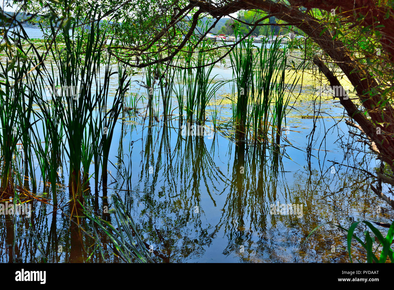 Ance nel lago con riflessi in acqua Foto Stock
