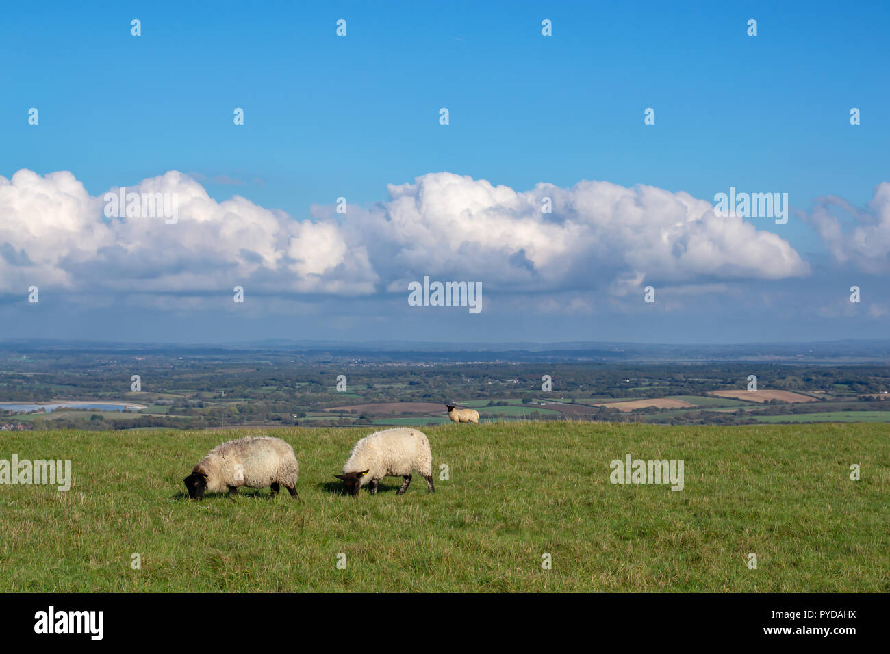 Pecore in un campo del South Downs. Una giornata di sole con alcune nuvole. Vista sulla valle. Foto Stock